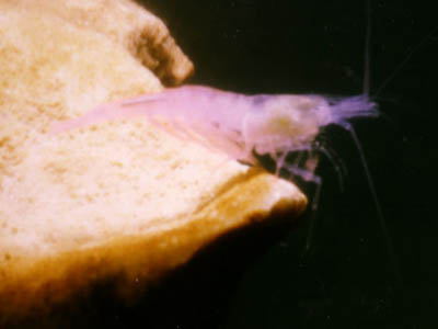 crevette Sinataya deconincki