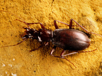 Sphodride Laemostenus deconincki