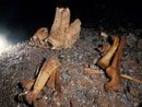 Un Diptre attaqu par des Champignons (Riverenert, Arige) Clich: Christian Vanderbergh